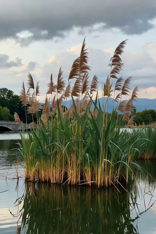 ˮ��«έ��Ȼ�羰�ز�