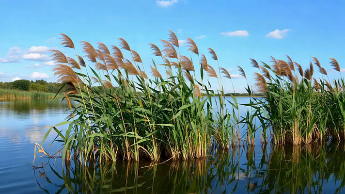 水边芦苇自然风景素材 水边芦苇自然风景素材