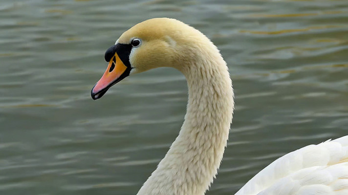 水面上的白天鹅特写 水面上的白天鹅特写