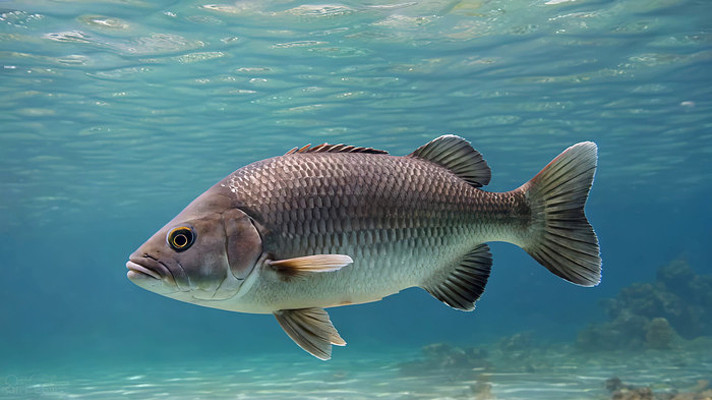 水下实拍游动的大鱼素材 水下实拍游动的大鱼素材