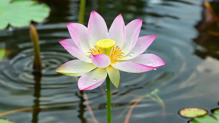 ˮ��ʢ���ķ�ɫ�ɻ�