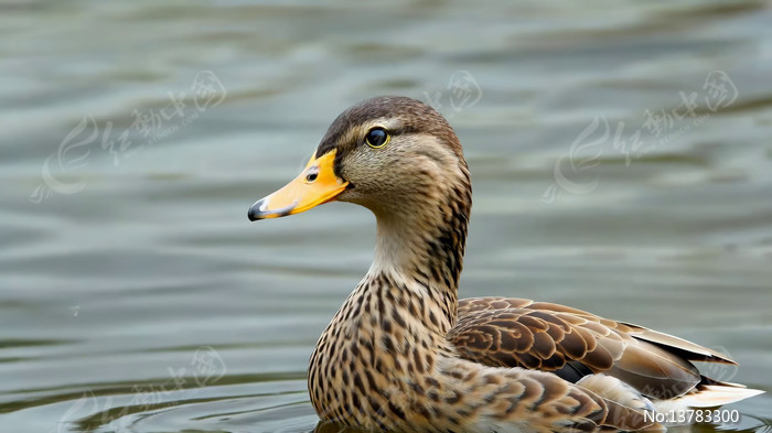 ˮ��Ѽ����д