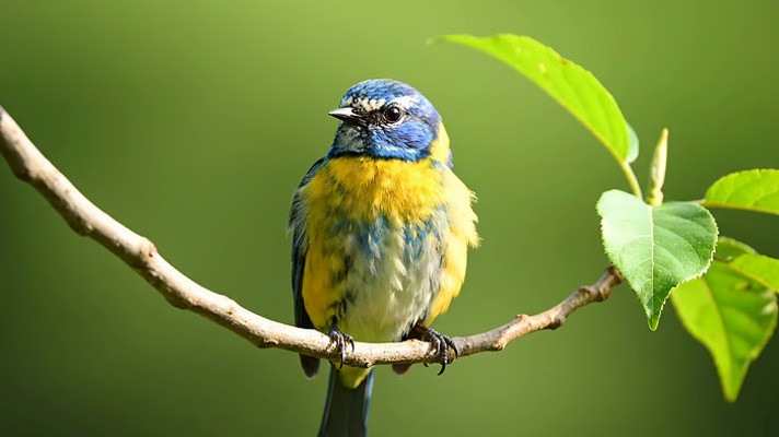 ��֦���������еĲ�ɫС��