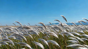 ���ҡҷ��«έ��Ȼ���