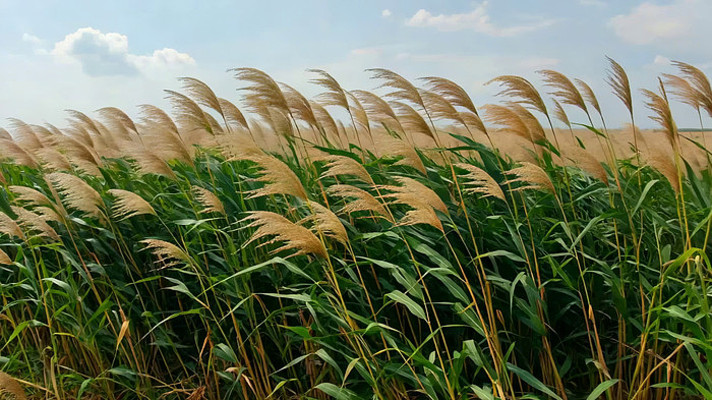 ���ҡҷ��«έ��Ȼ����