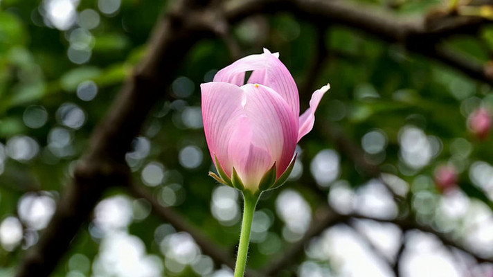 ��д��ɫ�ɻ�