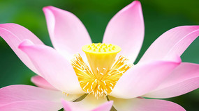 ��д��ɫ�ɻ�