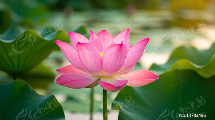 ��д��ɫ�ɻ����Ҷ