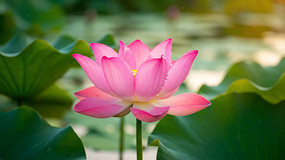 ��д��ɫ�ɻ����Ҷ