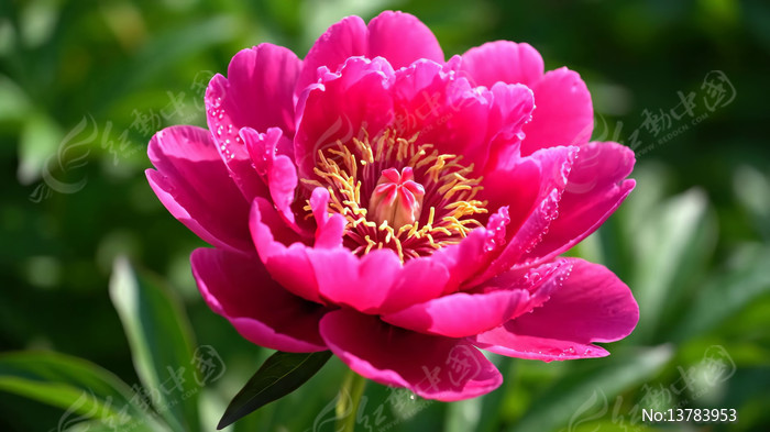 ��д��ɫĵ����