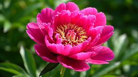 ��д��ɫĵ����