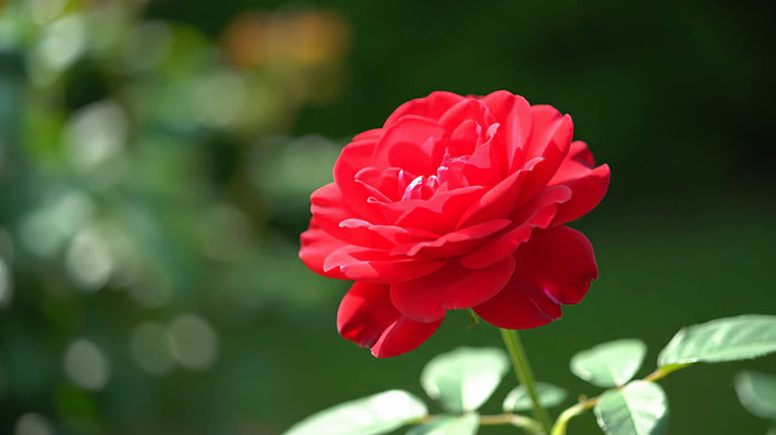 ��д��ɫʢ��õ�廨