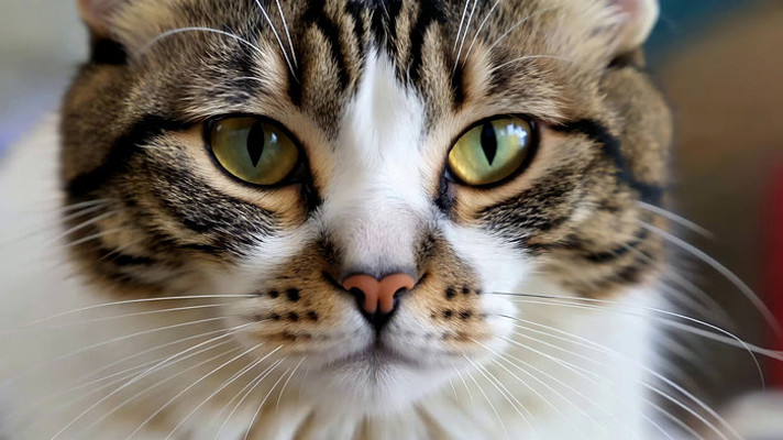 特写家猫面部 特写家猫面部