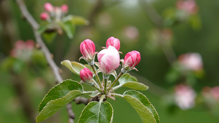 ��дƻ����֦