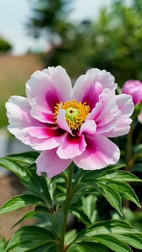 ��дʢ���ķ�ɫĵ����