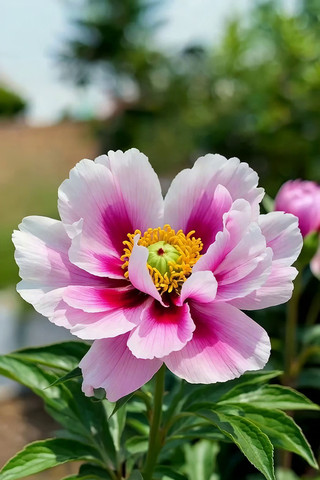 特写盛开的粉色牡丹花 特写盛开的粉色牡丹花