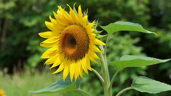 特写盛开向日葵素材 特写盛开向日葵素材