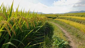 ��䵾����԰���