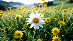 ��Ұ��ɫ�������ɫС��