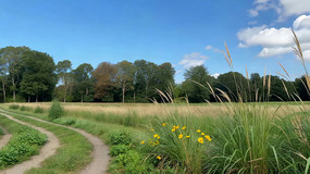 ��Ұ�ݵؼ�����С·�羰