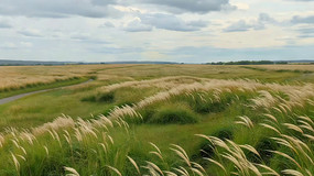 ��Ұ�ݵ���Ȼ���