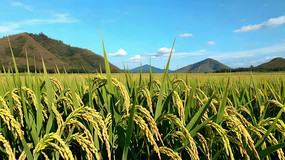 ��Ұ������ˮ����Զɽ