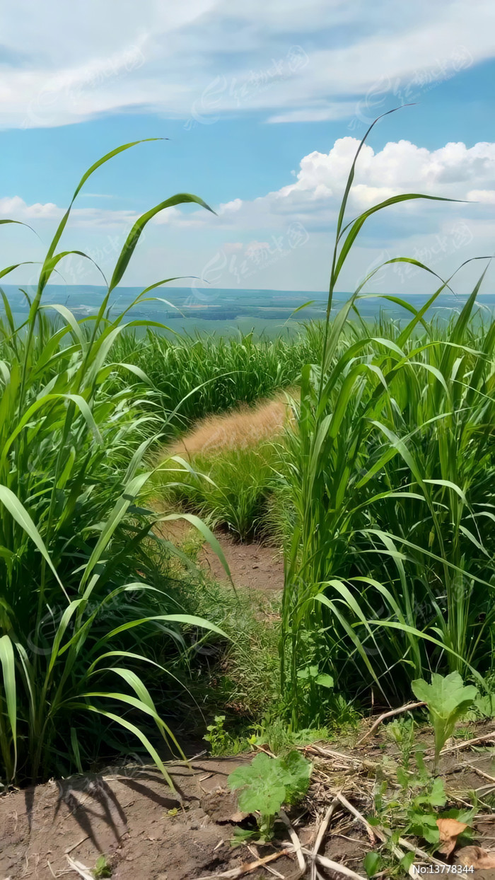 ��Ұ�����ɫ�����ﾰ��