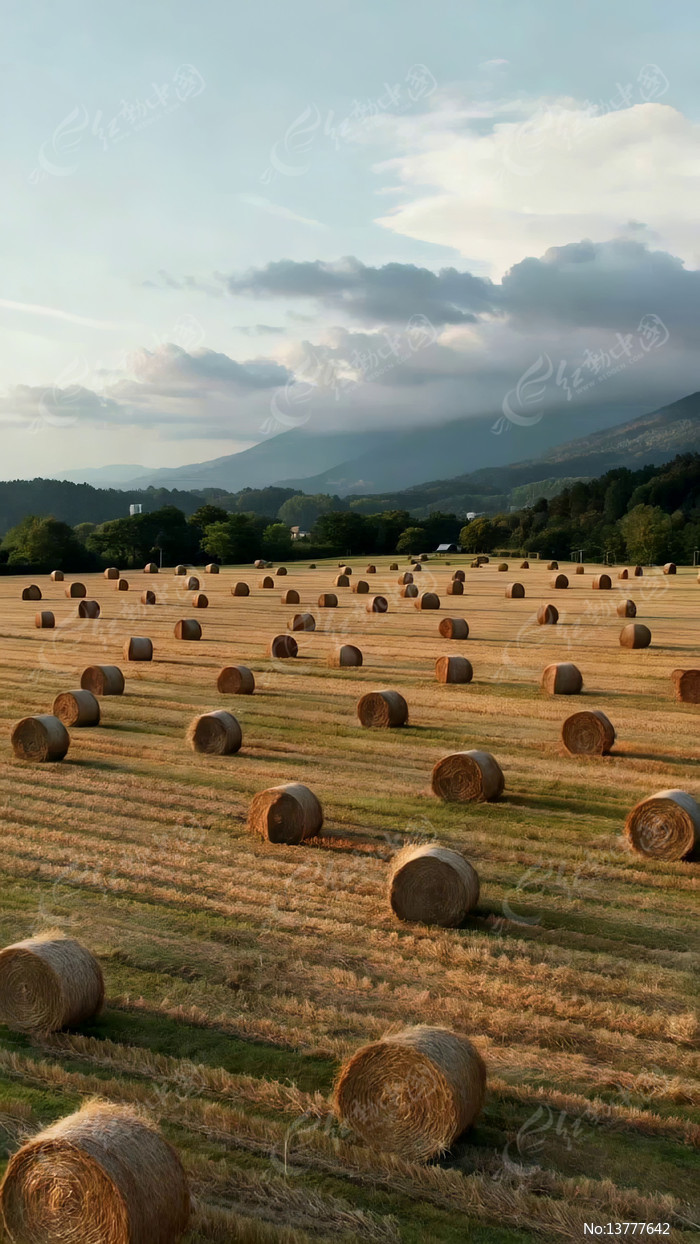 ��Ұ�������Ȼ���