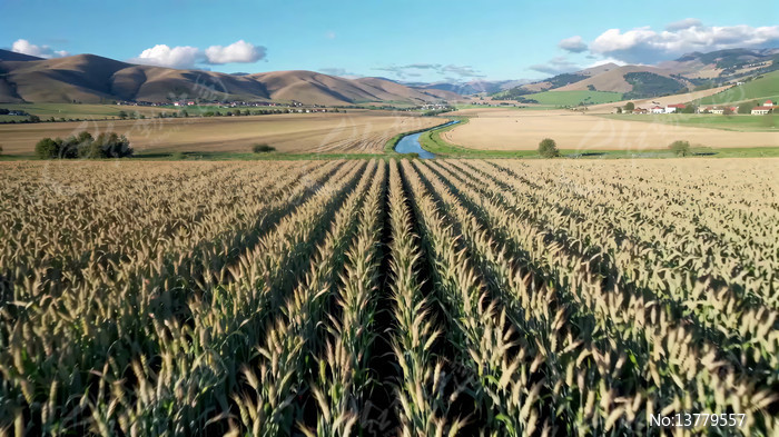 ��Ұ������Ȼ���