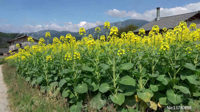 ��Ұ�Ͳ˻�����ӷ羰