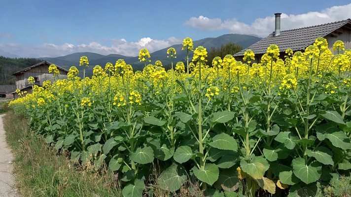 ��Ұ�Ͳ˻�����ӷ羰