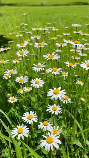 ��Ұ��ʢ���ĳ���