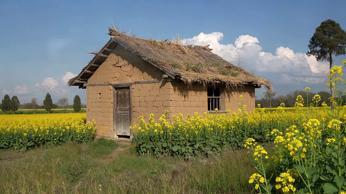 田野中油菜花旁的茅草屋 田野中油菜花旁的茅草屋