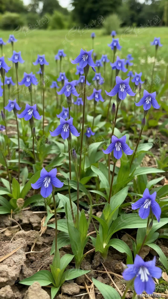 ��Ұ�����ŵ���ɫ����