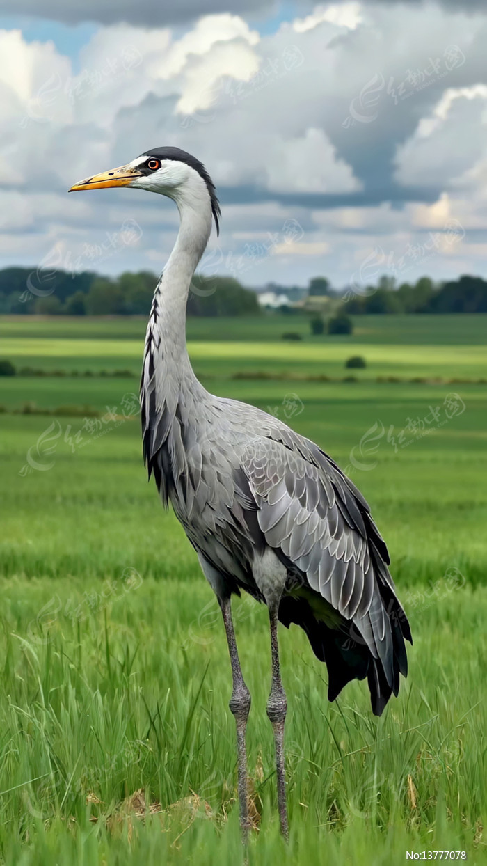 ��Ұ��վ���Ļ���