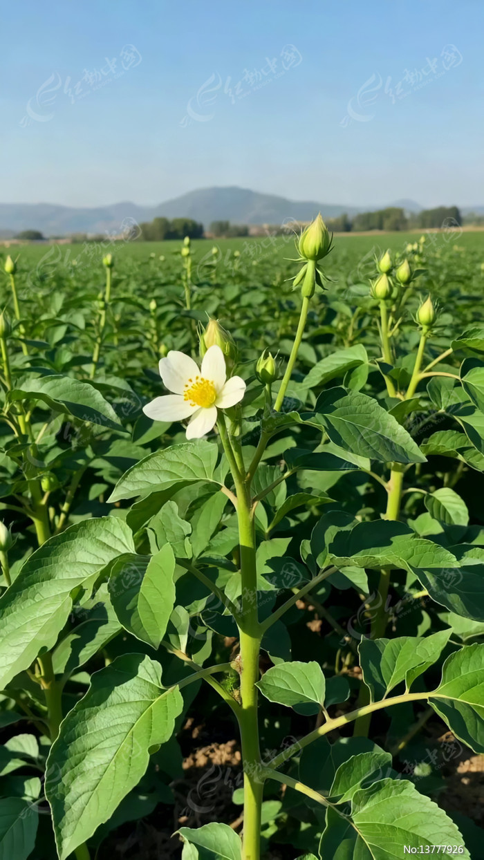 ��Ұ��ֲ�ﻨ����д