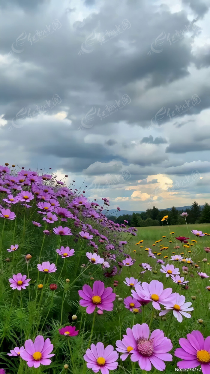 ��Ұ��ɫ�����������վ���