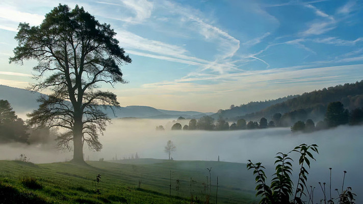 田园草地大树晨雾景观 田园草地大树晨雾景观