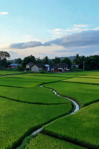 田园乡村稻田风光 田园乡村稻田风光
