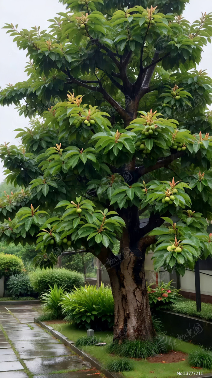 ͥԺ����Ҷ��ʵ��ï�Ĵ���