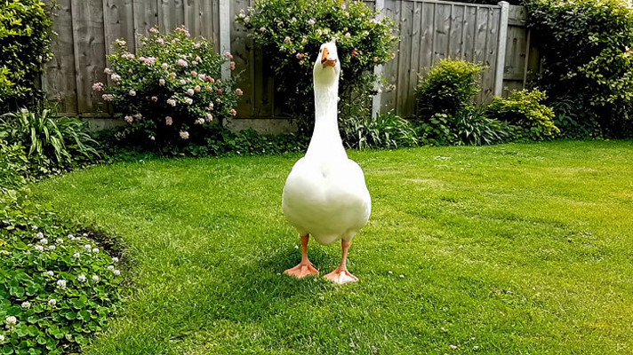 ͥԺ�����ߵİ׶� mp4