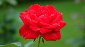 ΢����д��ɫ��ˮ��õ�廨