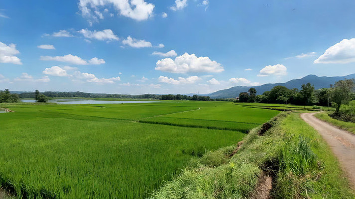 乡村田野稻田自然风光 乡村田野稻田自然风光