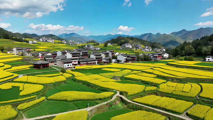 乡村油菜花梯田俯瞰景象 乡村油菜花梯田俯瞰景象