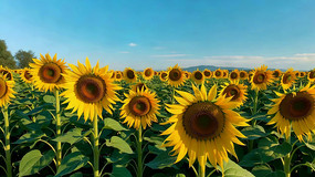 ���տ�����ȫ���ز�