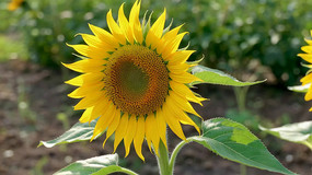 ���տ���д�ز�