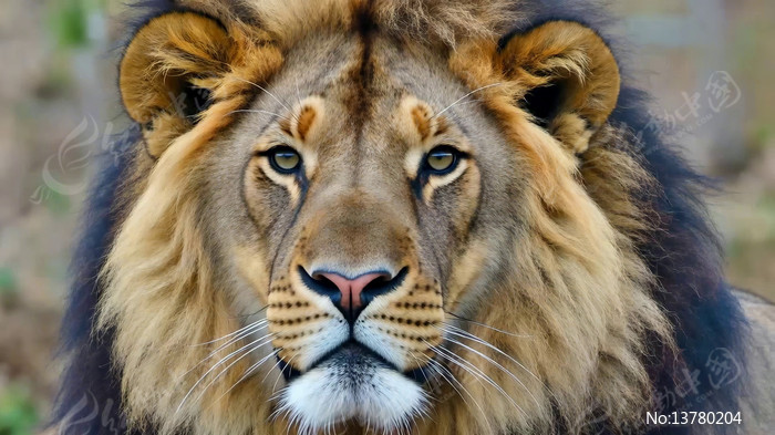 ��ʨ��д�ز�