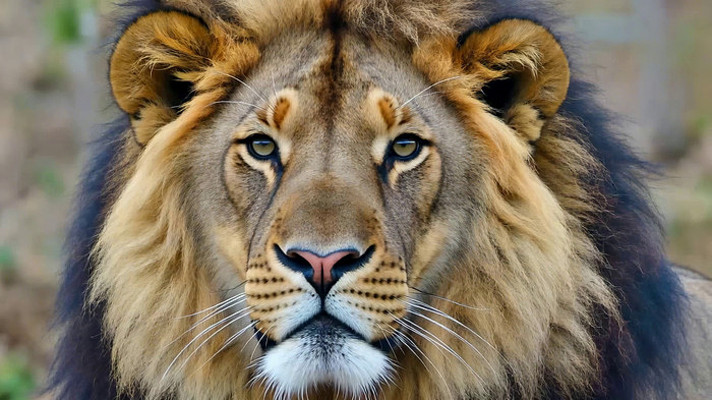 ��ʨ��д�ز�