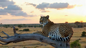 Ϧ���²�ԭ���������Ա�