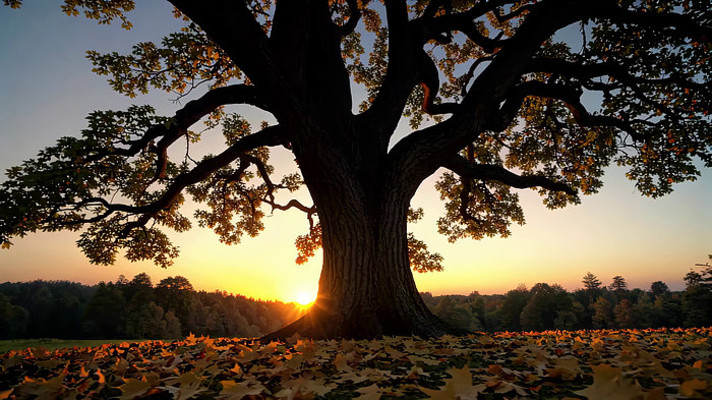 Ϧ���´�������Ҷ����